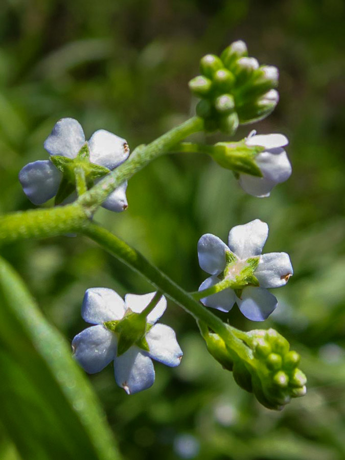 Myosotis scorpioides ?